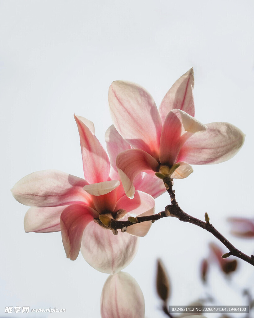 娇艳玉兰花枝俏