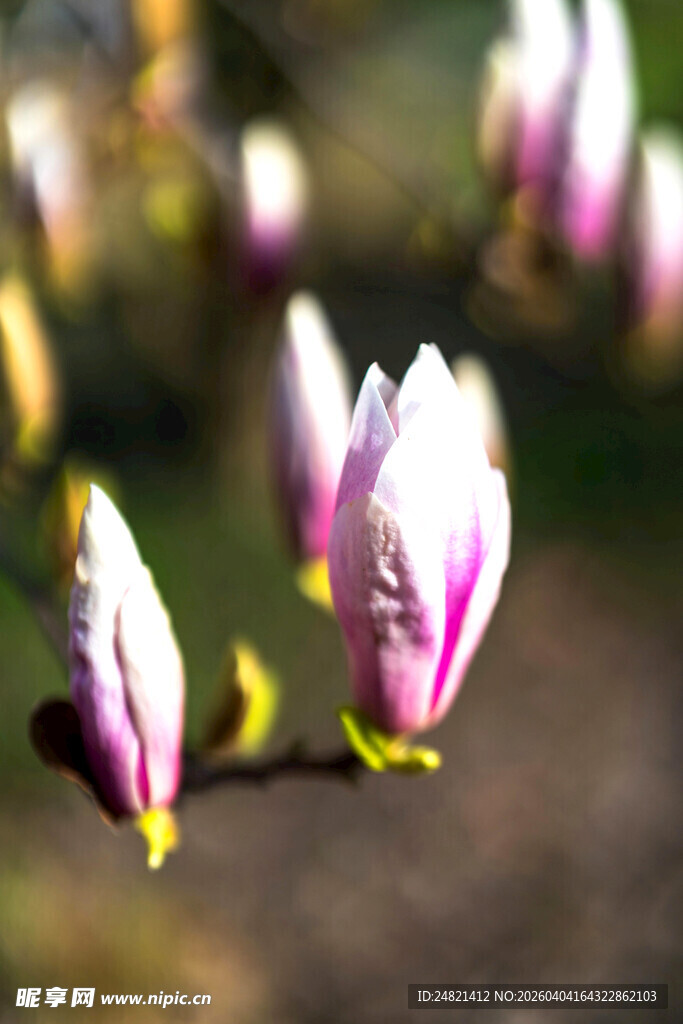 绽放的玉兰花蕾