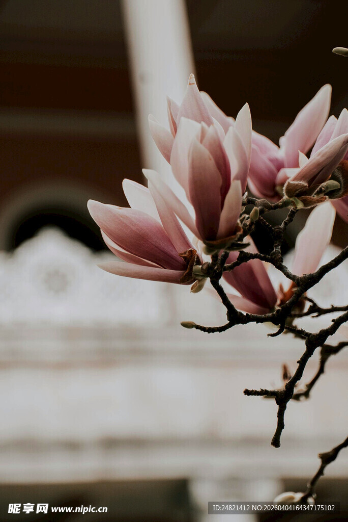 绽放的粉色玉兰花枝