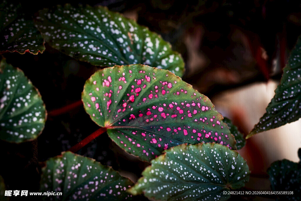 斑斓叶脉的独特植物叶片