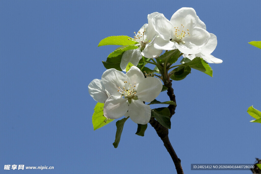 枝头绽放的洁白苹果花