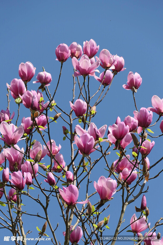 盛开的粉色玉兰花