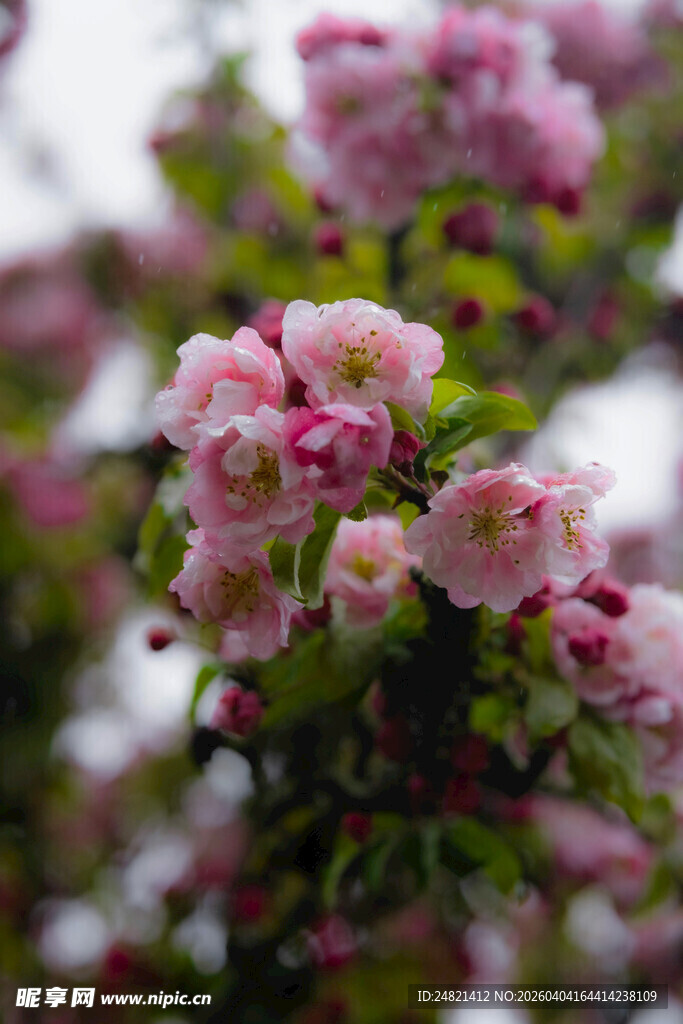 娇艳粉色苹果花绽放