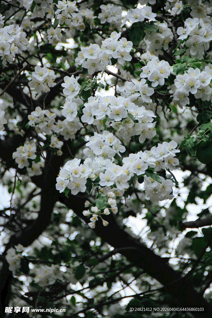 繁花满树的美丽景致