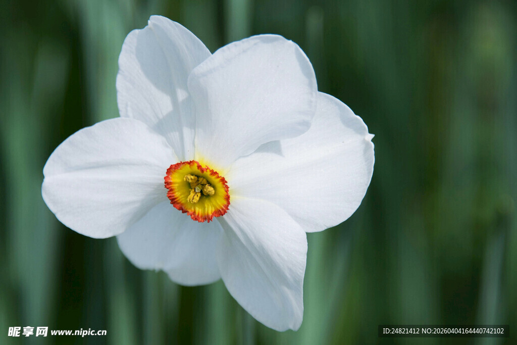 白色水仙花特写