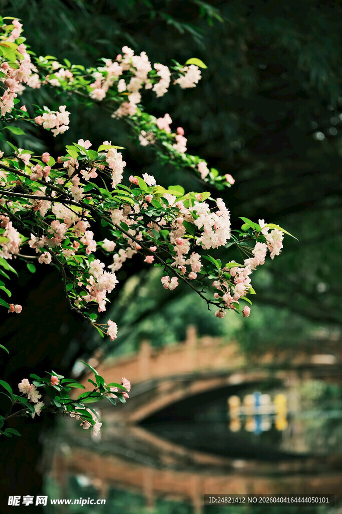 湖畔繁花与桥的春日景致