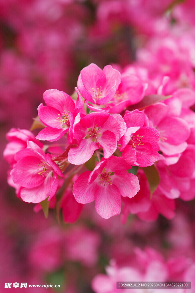 娇艳粉色海棠花绽放