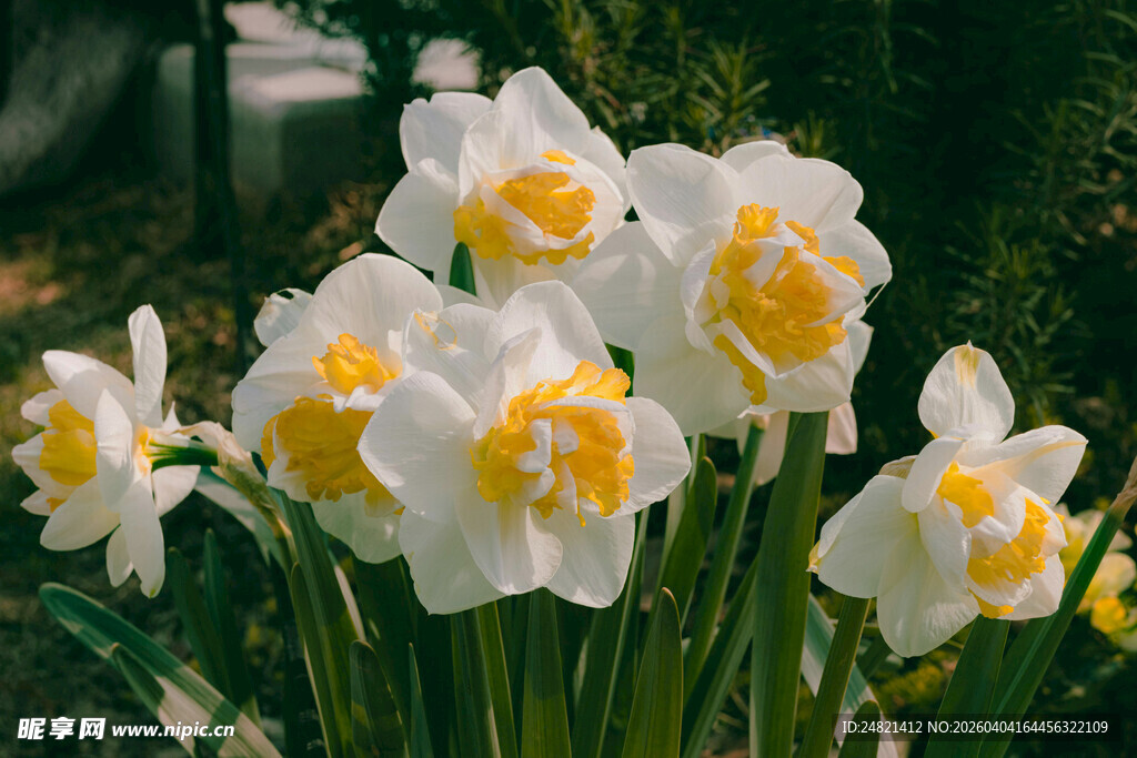 清新绽放的白色水仙花