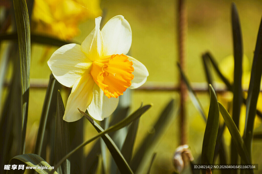 绽放的黄白相间水仙花