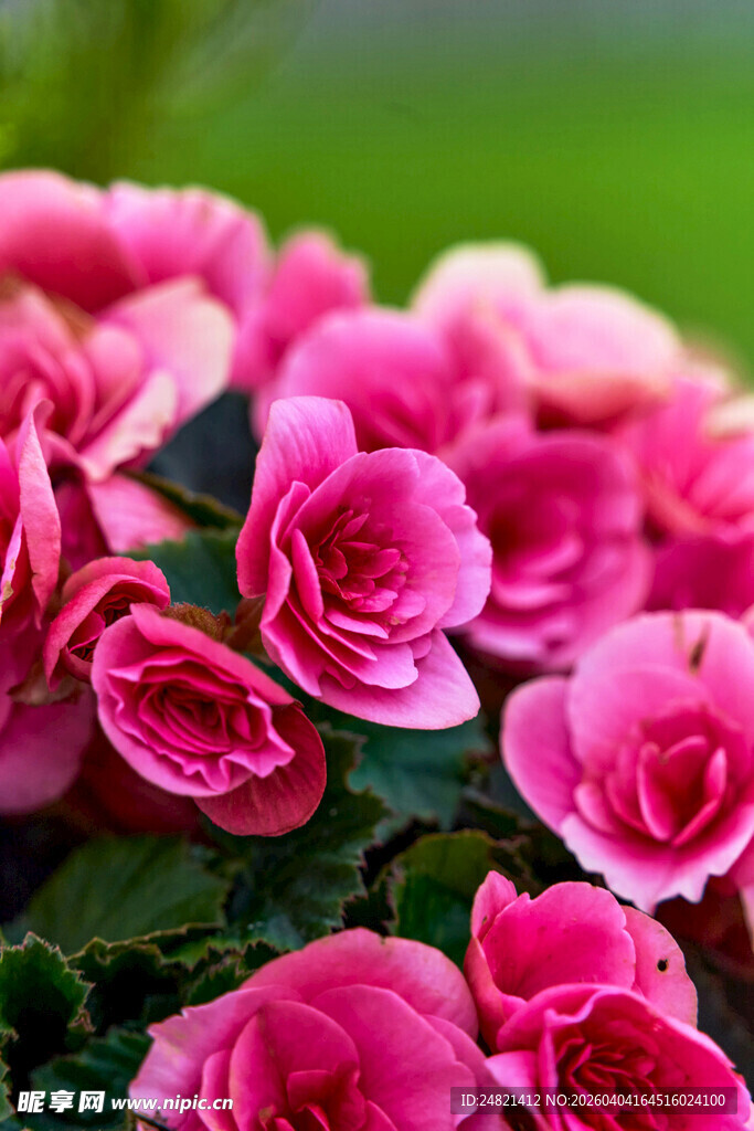 娇艳粉色海棠花绽放