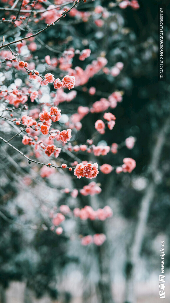 枝头绽放的艳丽红色花朵