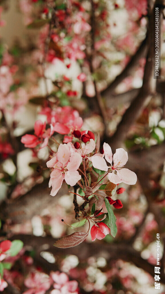 烂漫樱花绽放枝头