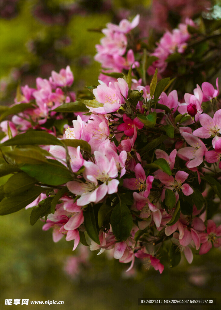 娇艳粉色海棠花绽放