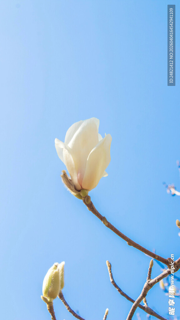 玉兰花绽放于蓝天之下