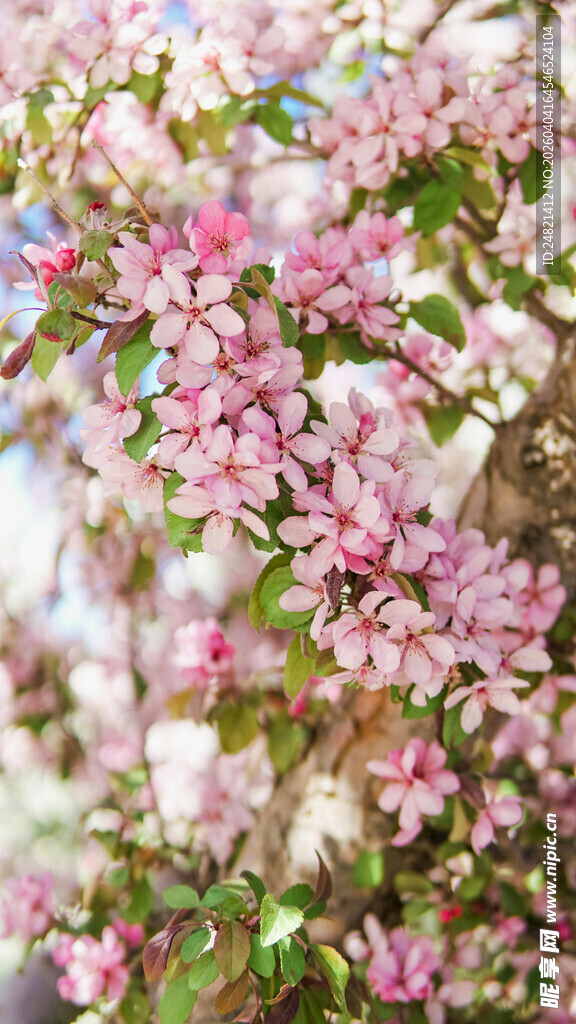烂漫粉色繁花枝头绽放