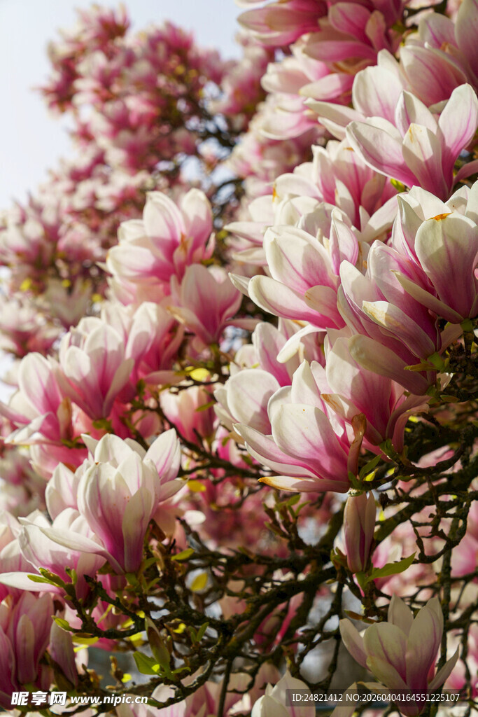 盛开的粉白玉兰花