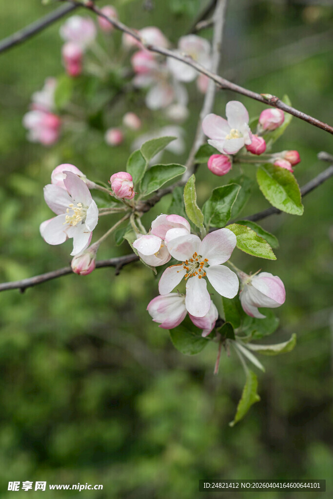 枝头绽放的粉嫩苹果花