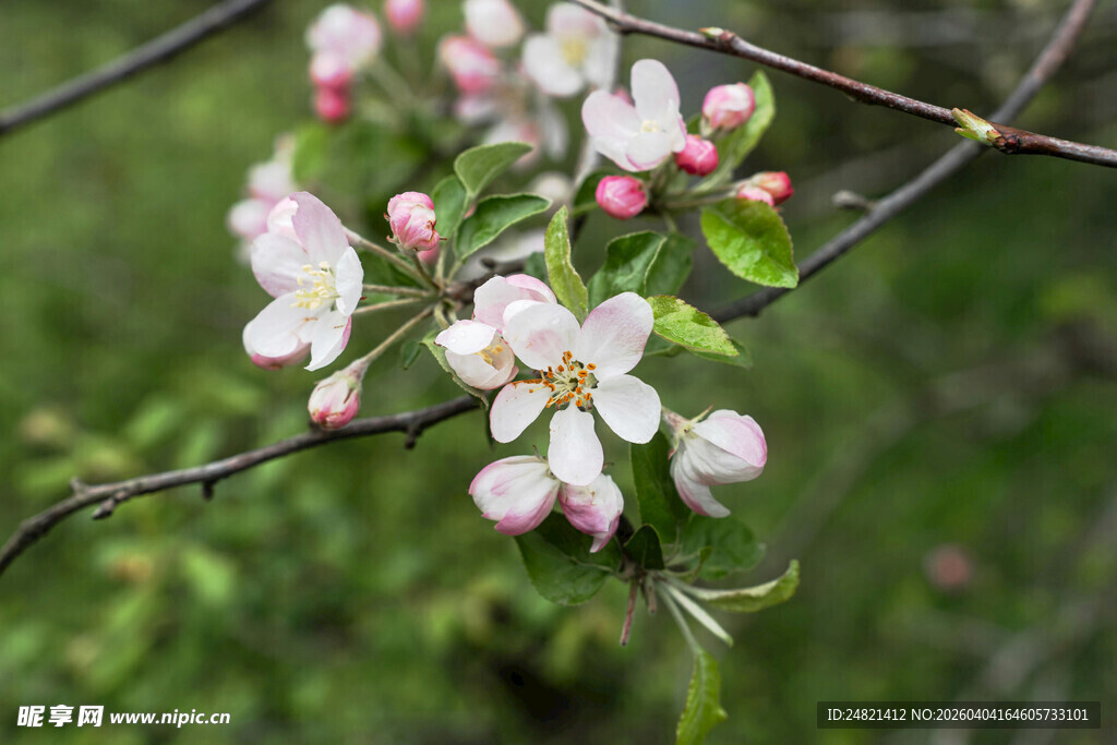枝头绽放的粉嫩苹果花