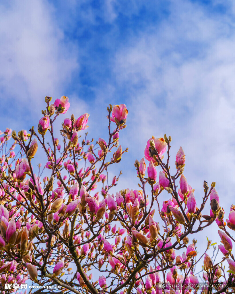 枝头绽放的粉嫩玉兰花