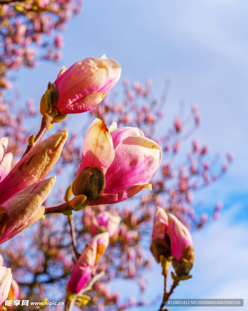 春日绽放的娇艳玉兰花