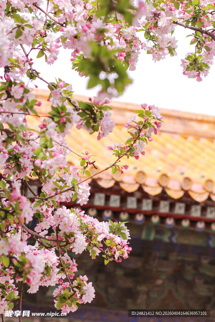 故宫旁绽放的烂漫樱花