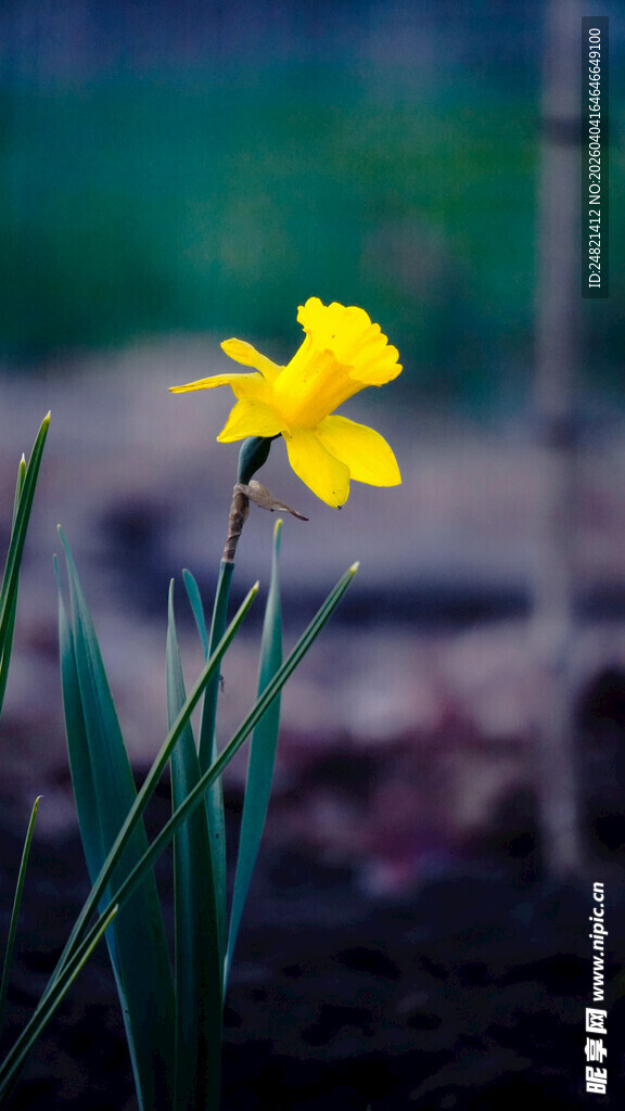 绽放的黄色小花