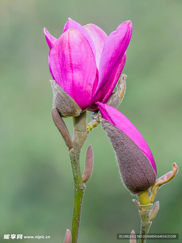 娇艳紫玉兰绽放