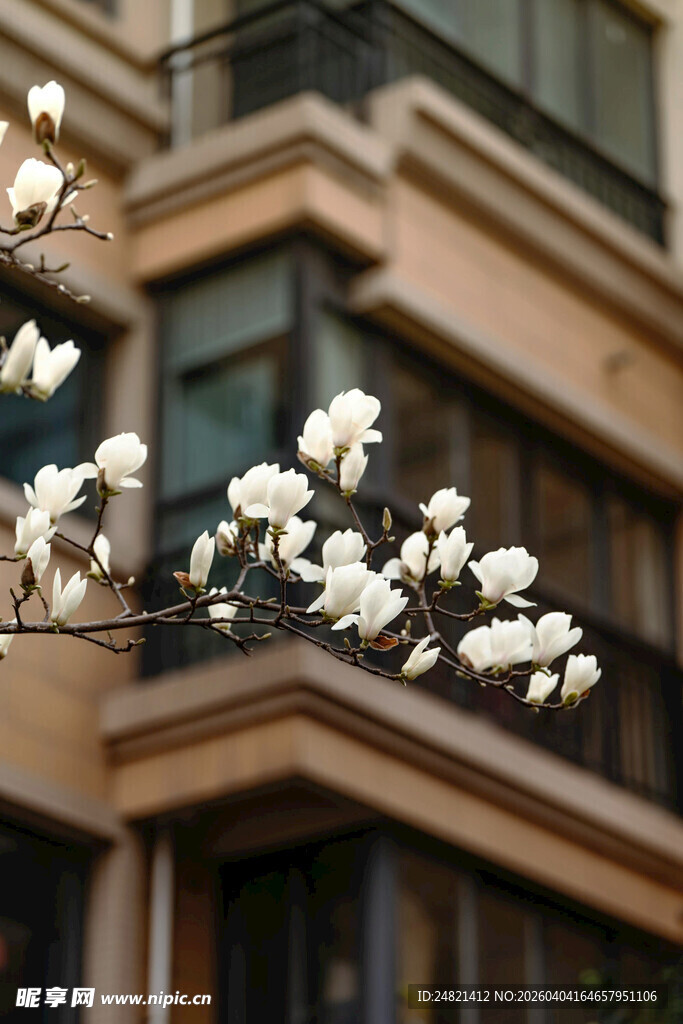 窗前绽放的玉兰花