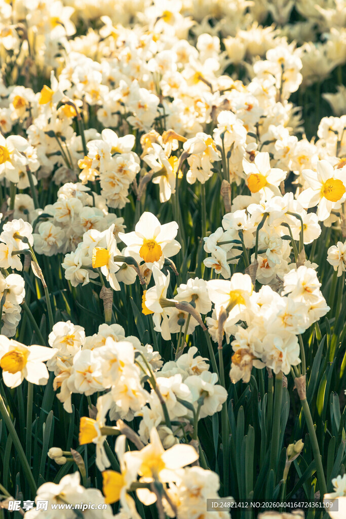 盛开的水仙花海