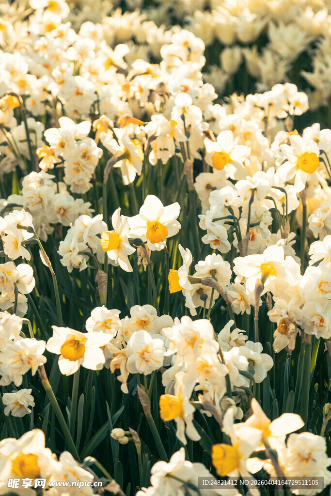 春日水仙花海绽放
