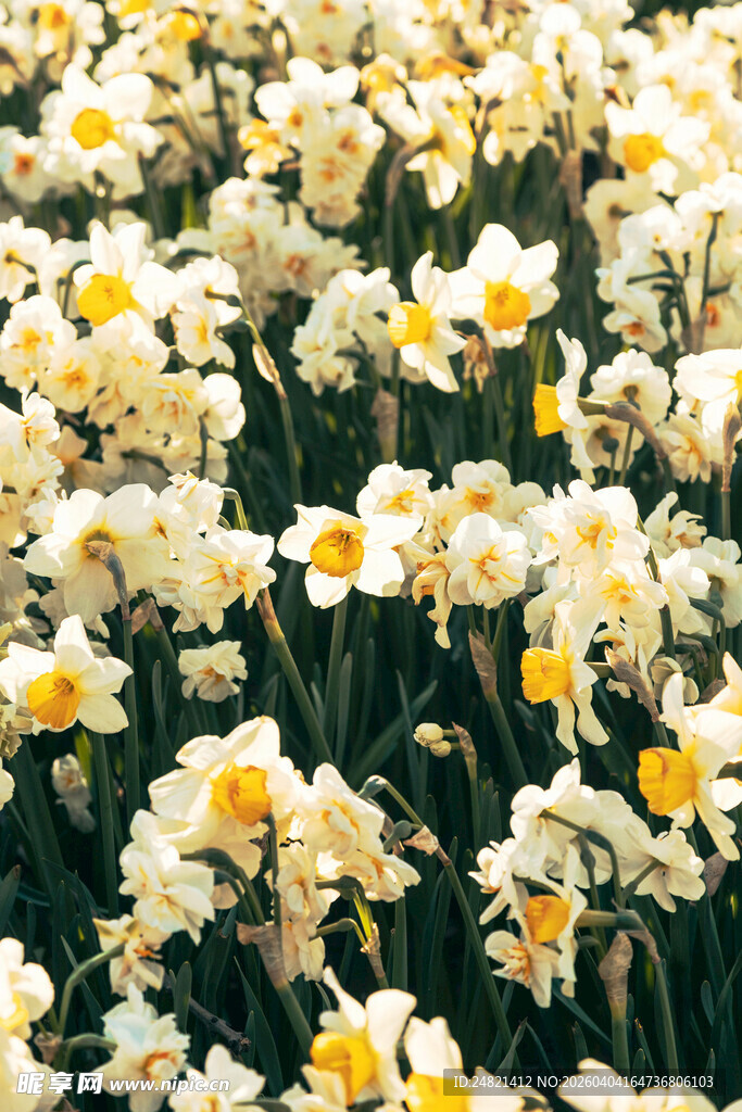 盛开的黄白水仙花