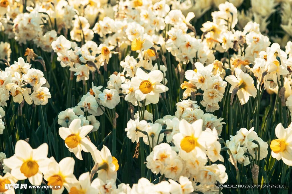 盛开的水仙花海