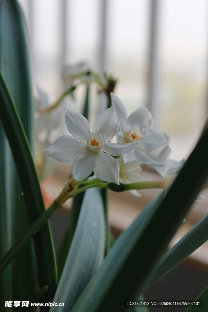 窗前绽放的清新水仙花