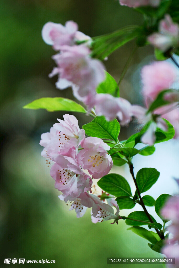 粉色盛开的娇艳花卉