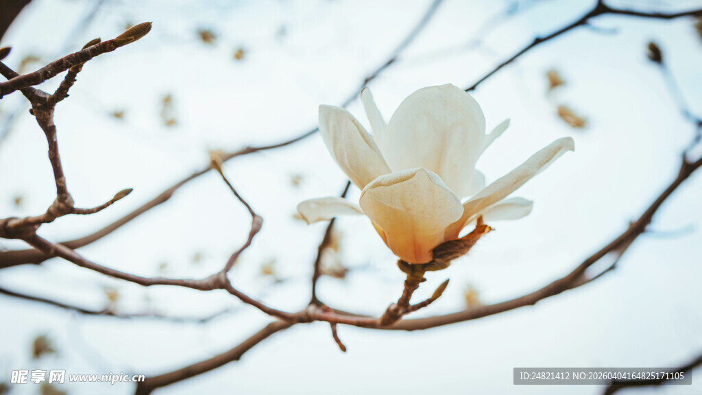 枝头绽放的玉兰花