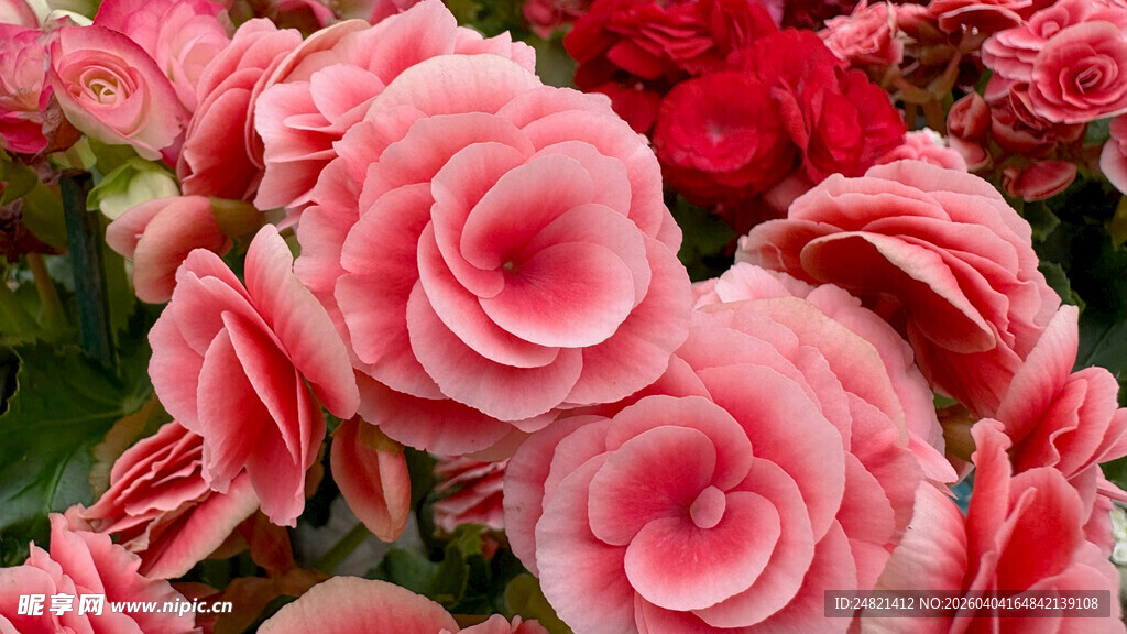 娇艳粉色海棠花绽放