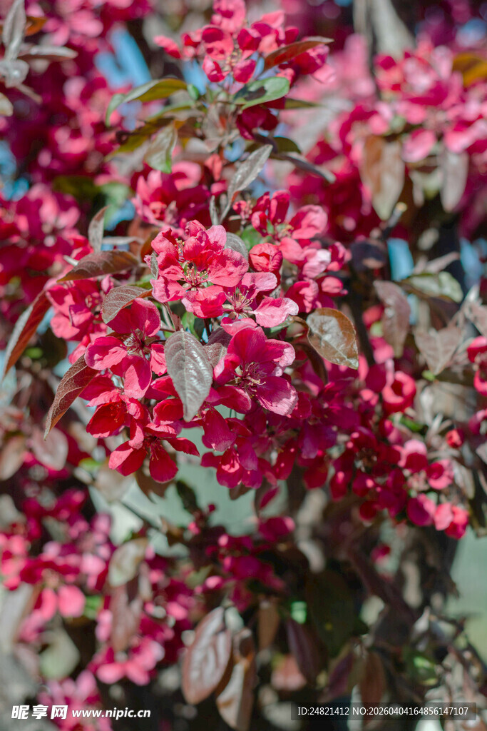 艳丽红花卉特写