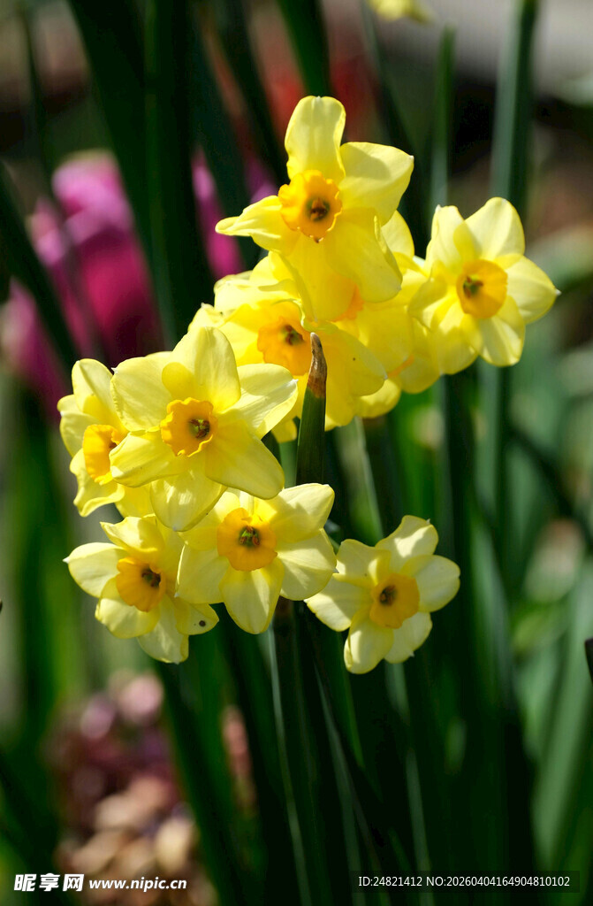 绽放的黄色水仙花