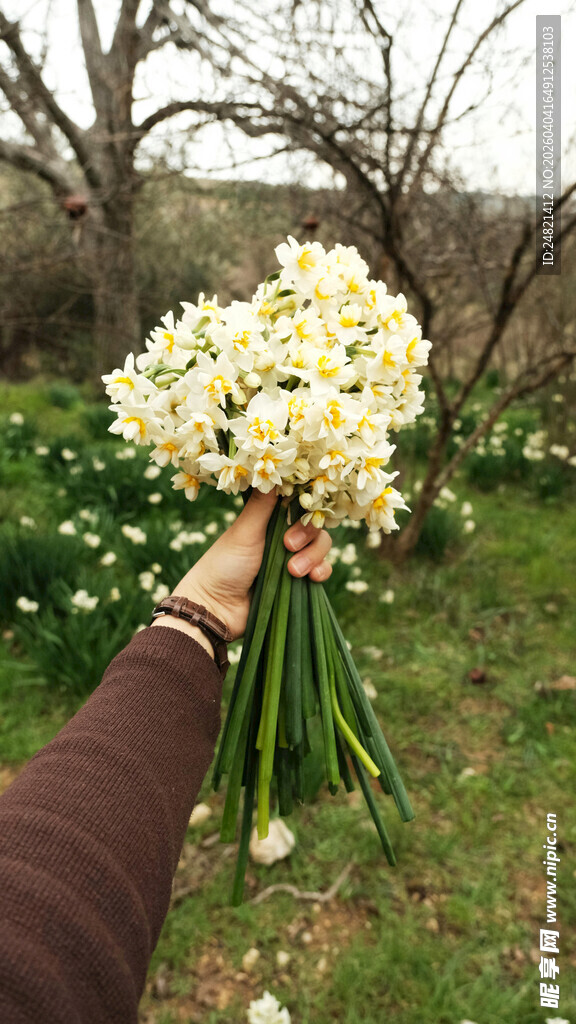 手捧美丽水仙于绿意间