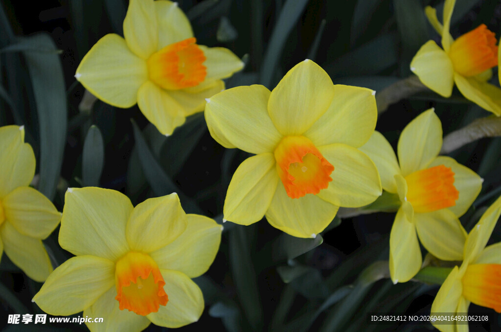 黄色水仙绽放