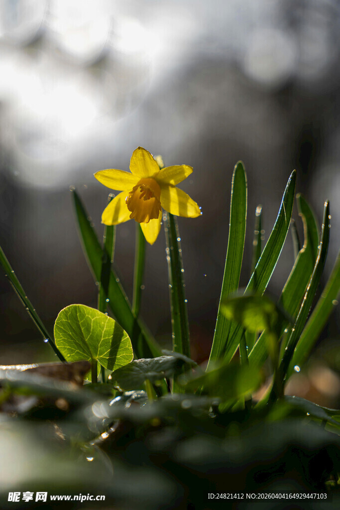 春日绽放的黄色小花