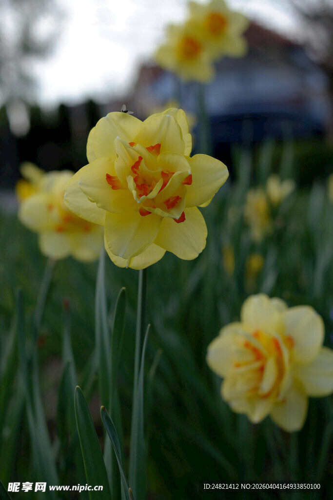 绽放的黄色水仙花