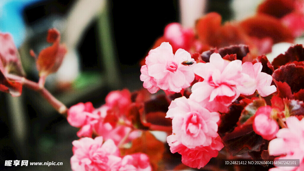 娇艳欲滴的粉色花卉绽放