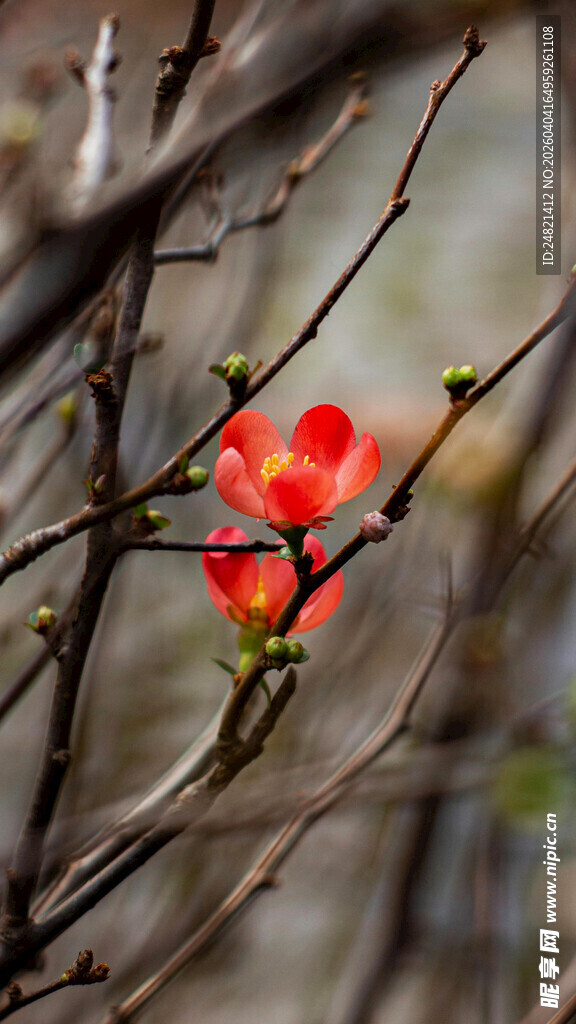 枝头绽放的娇艳红花朵