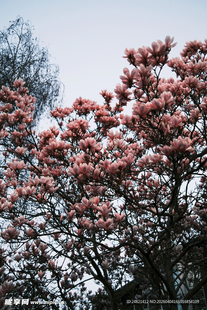 盛开的粉色繁花枝头