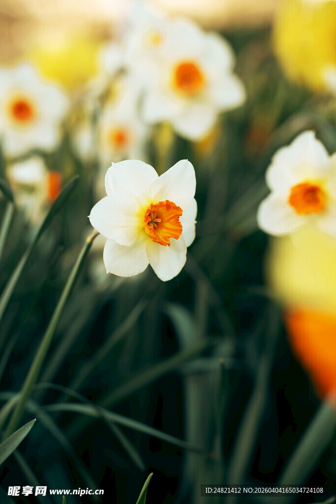 绽放的清新白色水仙花