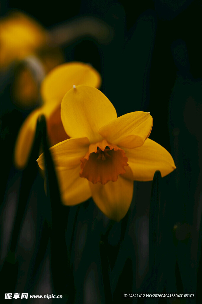 绽放的黄色水仙花