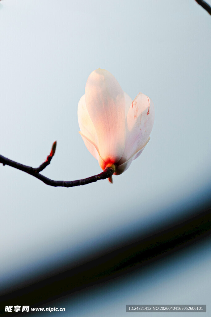 枝头绽放的玉兰花