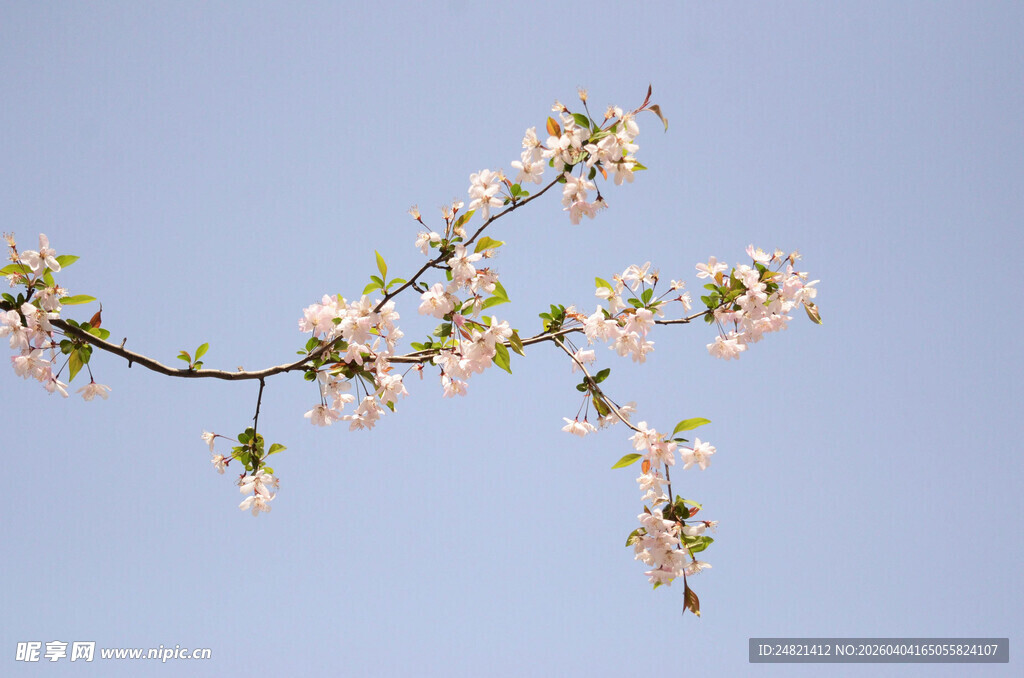 枝头绽放的粉嫩春花