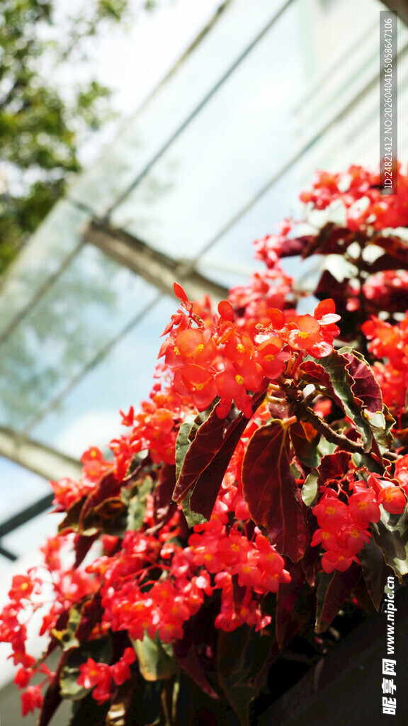 温室中绽放的艳丽红花朵